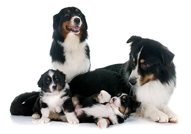 istock australian shepherd family 535314589