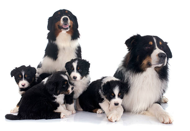 istock australian shepherd family 535314591