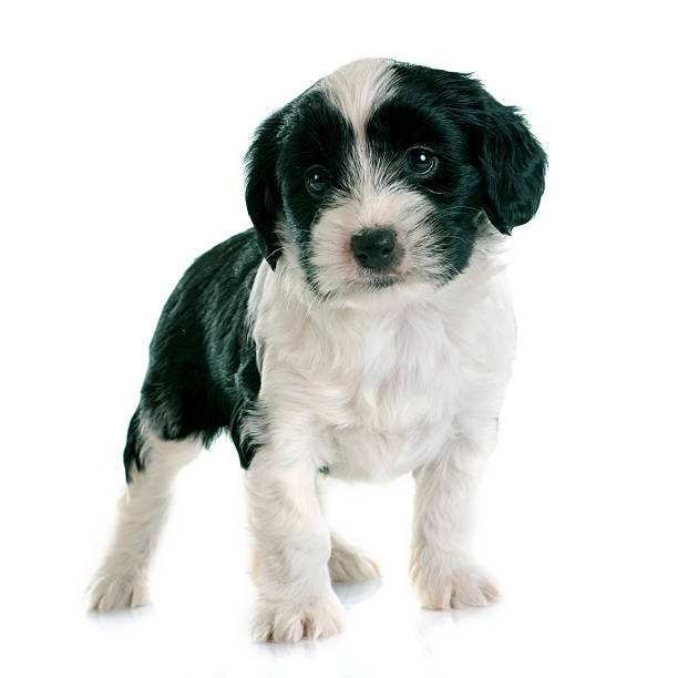 istock puppy tibetan terrier 535314623