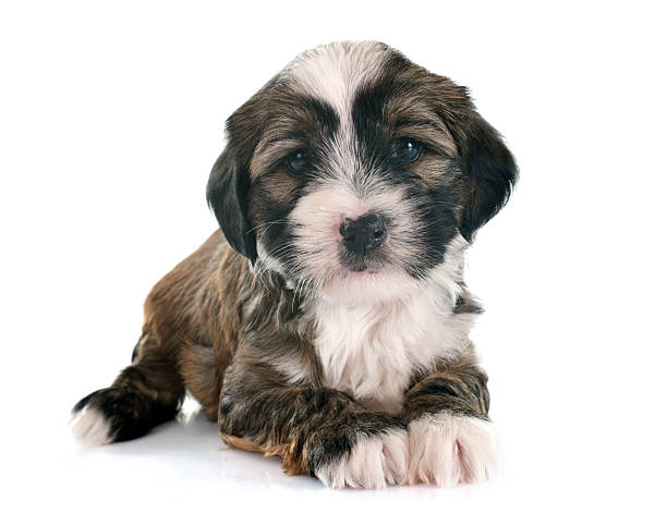 istock puppy tibetan terrier 535314635