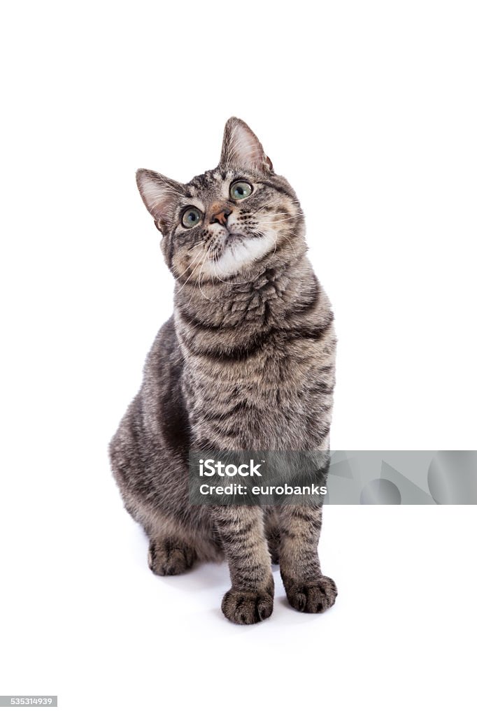 Domestic Shorthair Cat Portrait Portrait of a 10 month old domestic shorthair kitten with gray stripes standing looking up isolated on white background Tabby Cat Stock Photo