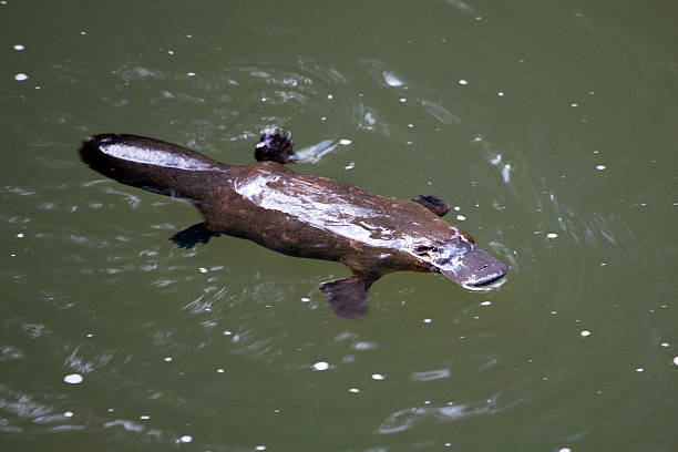 platypus Platypus in Eungella National Park in Australia tail photos stock pictures, royalty-free photos & images
