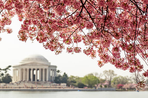 Cherry blossom trees in bloom on the Tidal Basin and Jefferson Memorial in Washington DC during spring
