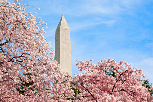 Pink cherry blossoms on bloom in Washington DC under the Washington Monument in spring