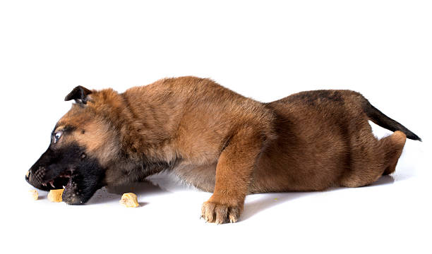 istock eating puppy malinois 535315323