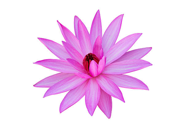 istock pink Water lily  isolated on white 535315991