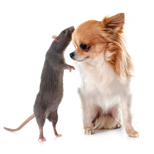istock gray rat and chihuahua 535316449