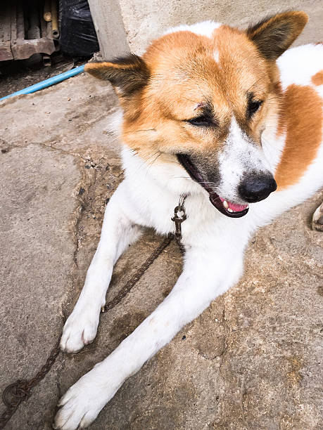istock Bangkeaw Thai dog 535316875