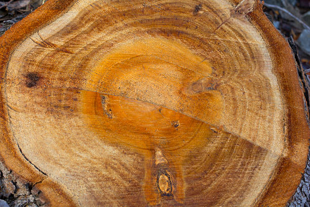 istock Wood rings in a trunk 535317151