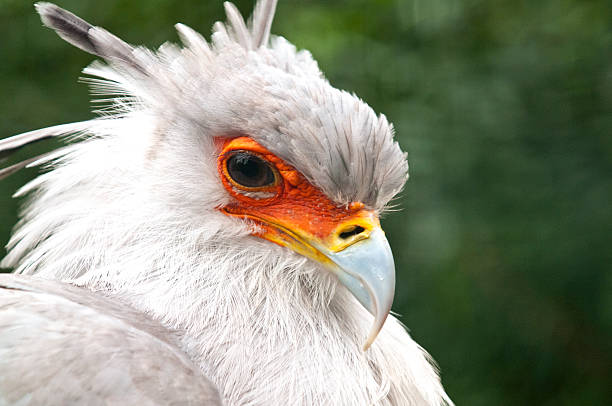 istock Secretarybird or secretary bird 535317403