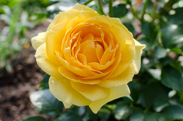 istock Single Yellow Rose - Julia Child 535317591