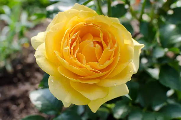 A single bloom of the Floribunda rose 'Julia Child'