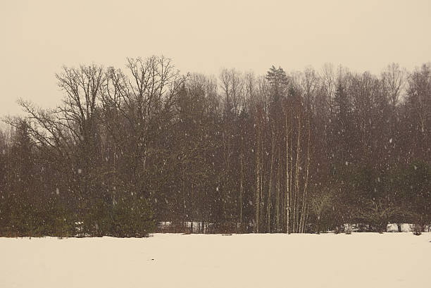 istock snowy winter forest with snow covered trees - aged photo 535317601