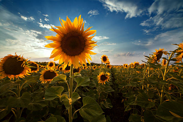 champ de tournesols - Photo