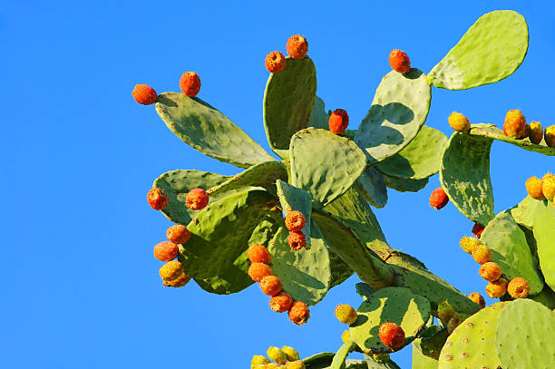 opuntia - prickly pear fruit flowers plants nature ストックフォトと画像