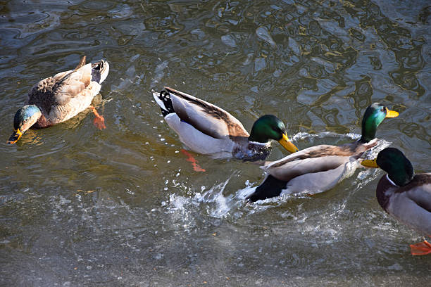 istock Wild ducks on the water of the lake 535332521