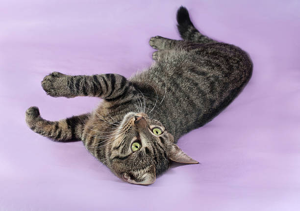 istock Tabby cat with green eyes lying on purple 535333587