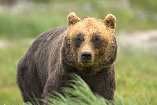istock Alaskan Brown Bear (Ursus arctos) Stares at Camera 535333809