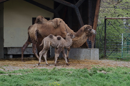 Bactrian camel with her baby, Sofia, Bulgaria