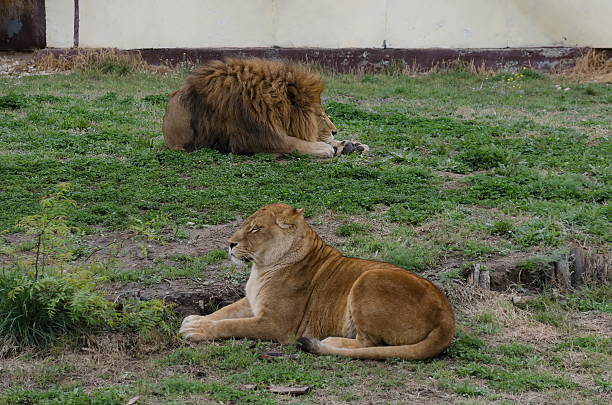 istock Portrait of two lions relax 535333961