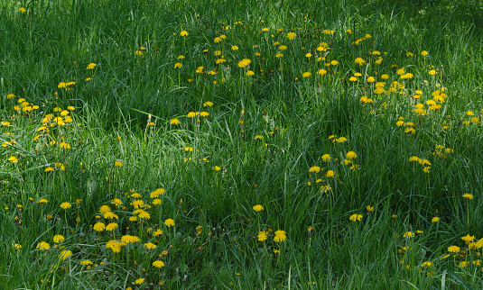 View of beauty dandelion (Tarataxum officinale) blooming meadow in the park