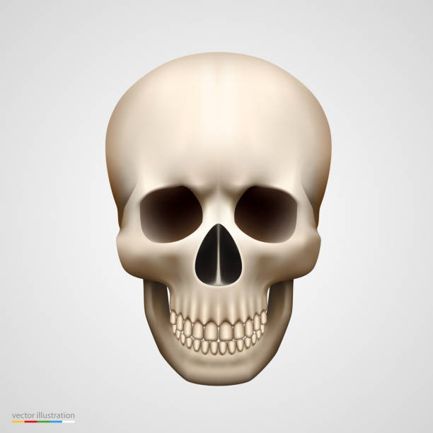 Human skull isolated on white Human skull isolated on white. Vector illustration background of the cool guy wearing sunglasses stock illustrations