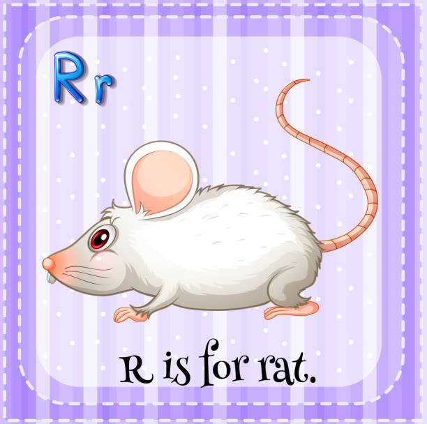 30+ Animals Alphabet R Is For Rat Stock Illustrations, Royalty-Free ...