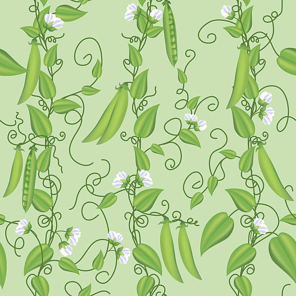 ilustraciones, imágenes clip art, dibujos animados e iconos de stock de guisante mosqueta vines jardín seamless pattern on green - flower sweetpea pattern seamless