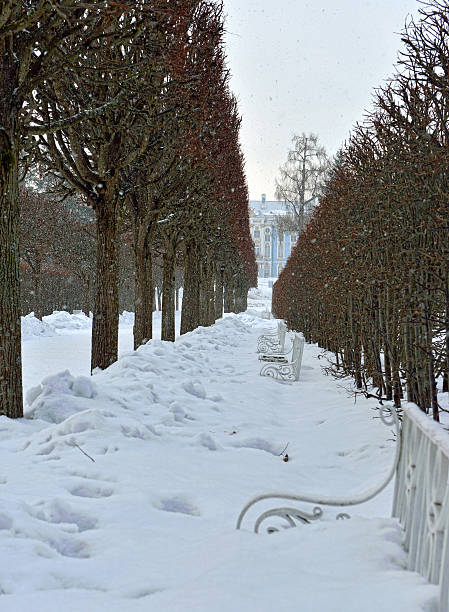 Winter alley and Catherine palace  in the Pushkin. Winter landscape of the Pushkin town, Russia. View to the Catherine palace through the alley. st petersburg catherine palace palace russia stock pictures, royalty-free photos & images