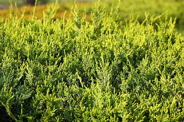 Green cypress (thuja) leaves Close-up of green cypress (thuja) leaves background chamaecyparis stock pictures, royalty-free photos & images