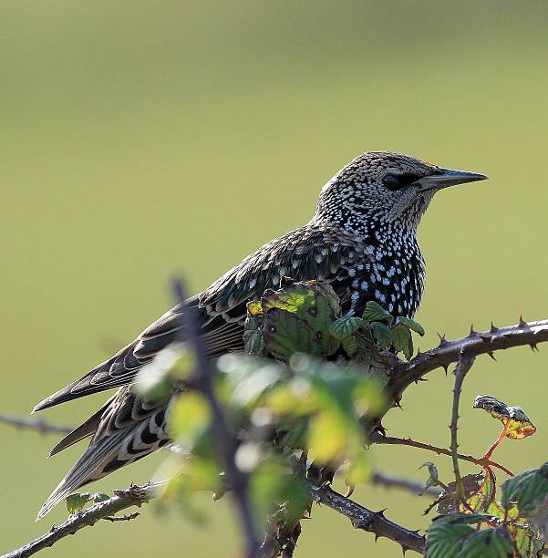 istock adult starling 535349029