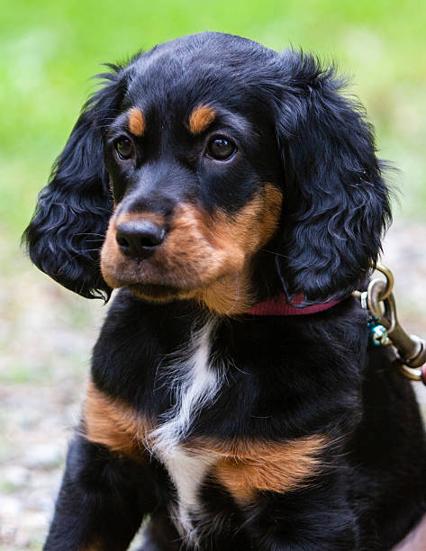 Gordon Setter Puppy with pink collor on a leash stock photo