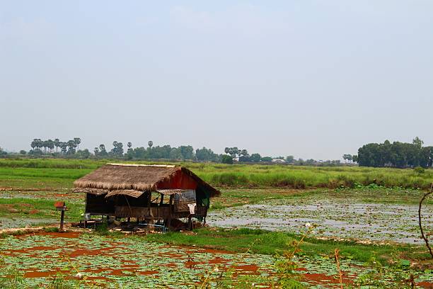 istock House on the swamp 535351379