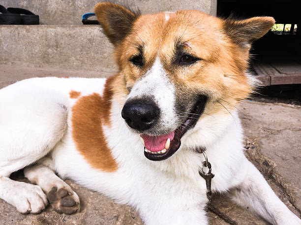 istock Bangkeaw Thai dog 535351441