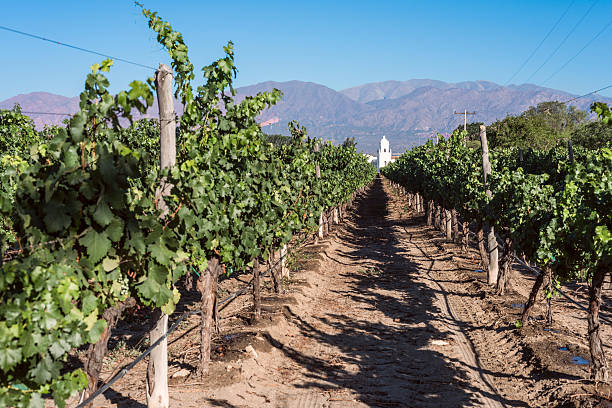 istock Vineyards in Cafayate, Argentina 535351685