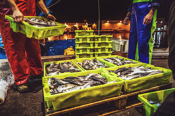 Fishermen at work: fish just landed Fishermen at work: fish trachurus just landed at harbor fish trawler stock pictures, royalty-free photos & images