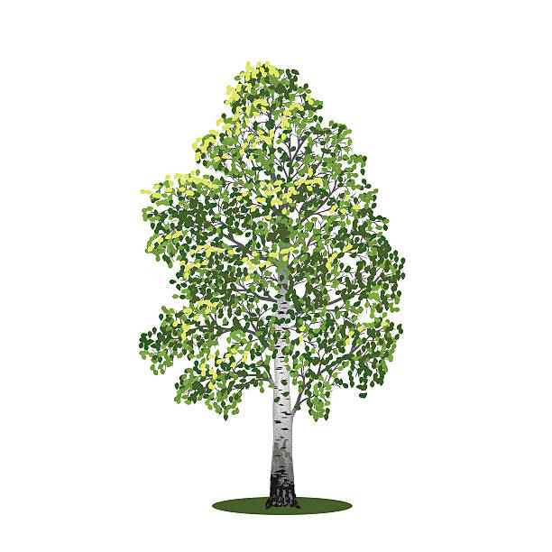 illustrations, cliparts, dessins animés et icônes de arbre avec feuilles de bouleau individuelle - floral pattern vector illustration and painting computer graphic