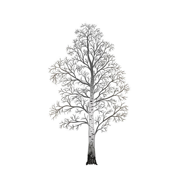 illustrations, cliparts, dessins animés et icônes de arbre sans feuilles de bouleau individuelle - floral pattern vector illustration and painting computer graphic