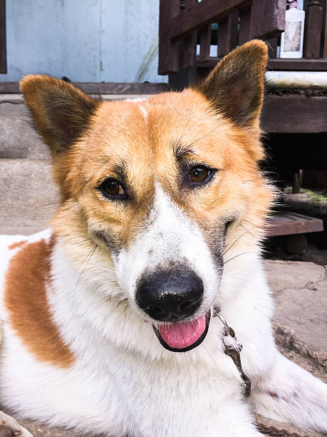 istock Bangkeaw Thai dog 535353503