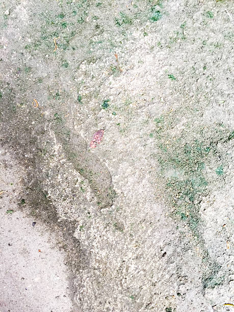istock Wet and moist cement floor with the lichen 535354305