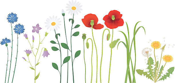 łąka kwiaty - poppy single flower red white background stock illustrations