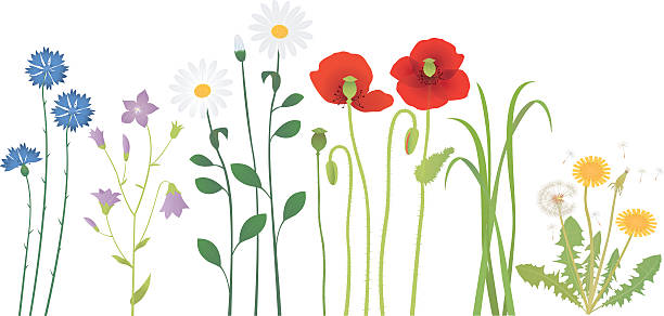 ilustrações de stock, clip art, desenhos animados e ícones de prado de flores - stem poppy fragility flower