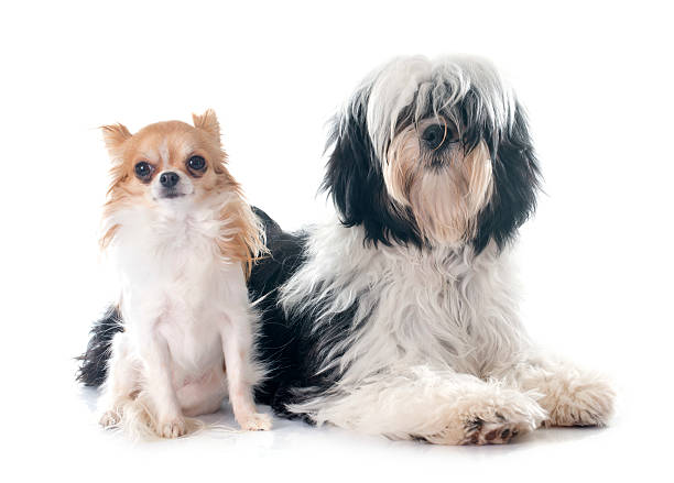 istock tibetan terrier and chihuahua 535373903