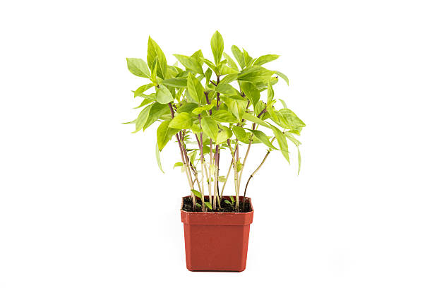 istock Potted Basil plant with isolated background 535374027