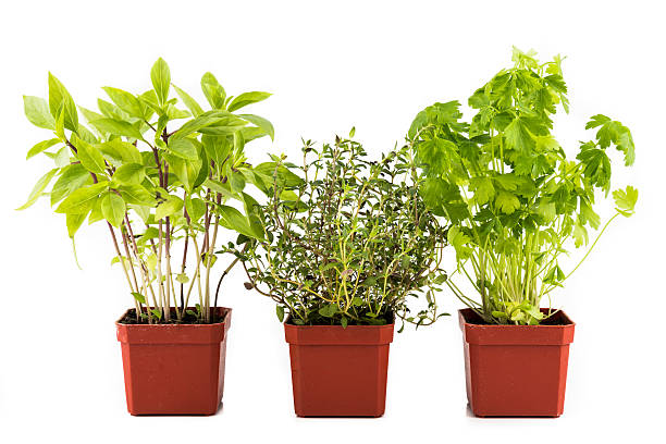 istock Potted Basil, Thyme and Parsley plant 535374037
