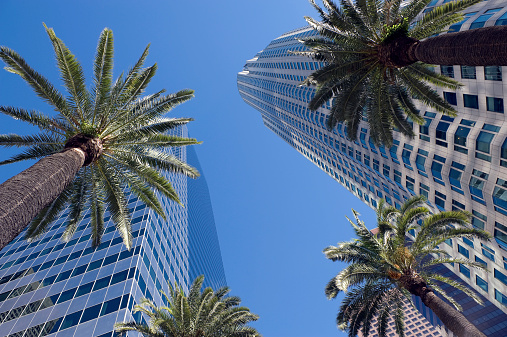 Tall buildings and palm trees in downtown Los Angeles