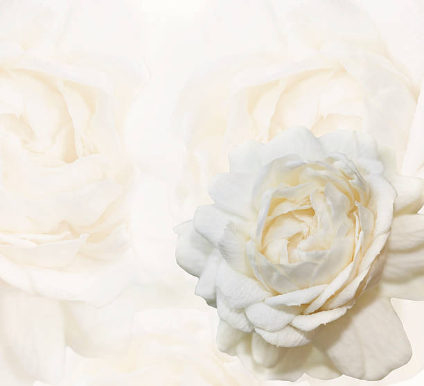 istock Jasmine flower on flower background. 535375459