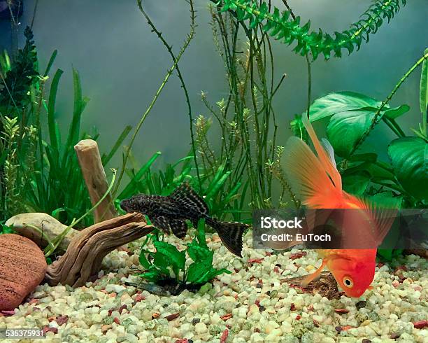 Aquarium Natives Stock Photo - Download Image Now - 2015, Brown, Catfish