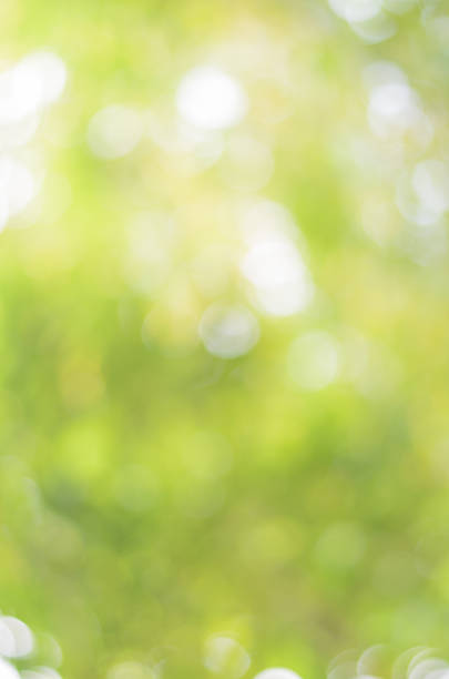 istock Abstract background circle bokeh in green tone 535376345