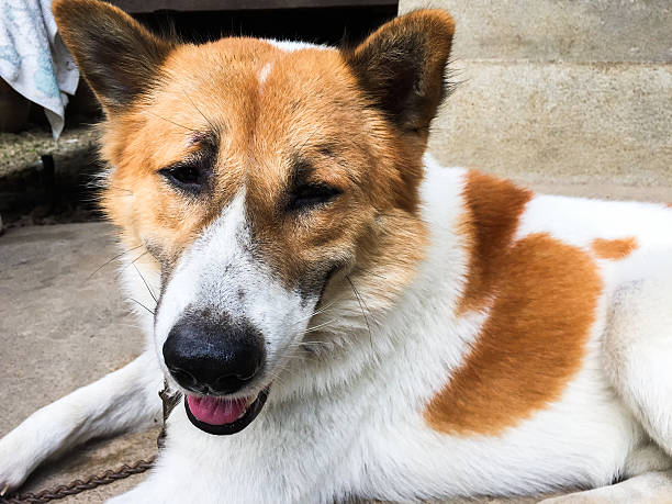 istock Bangkeaw Thai dog 535376879